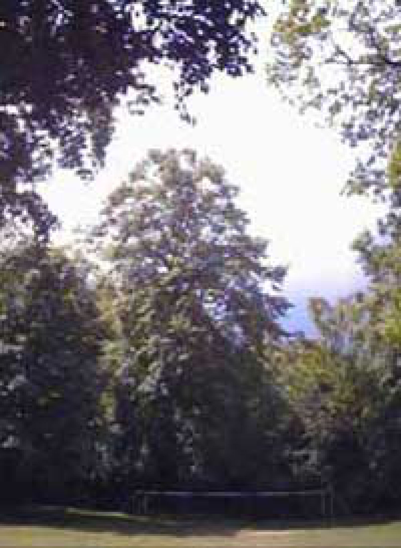 EEN VITALE NAVERZORGDE LINDE EEN VITALE NAVERZORGDE LINDE